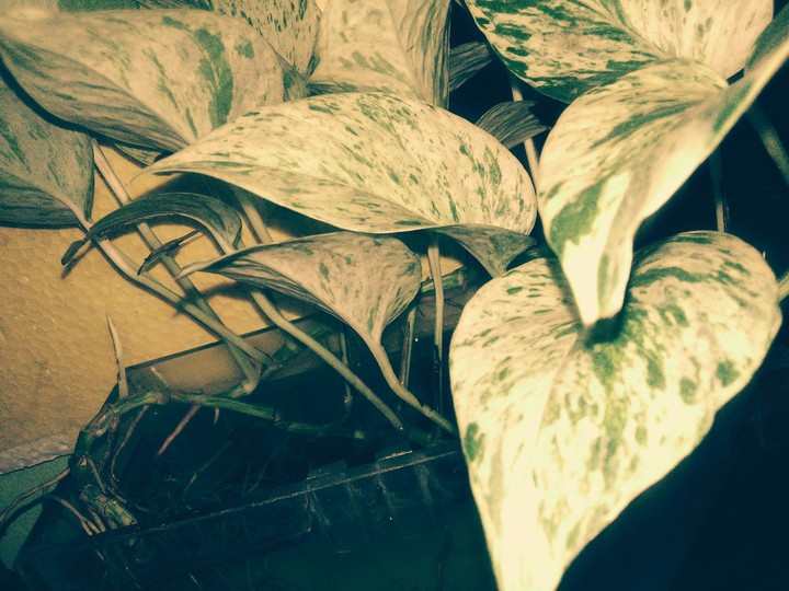 Vintage leaves