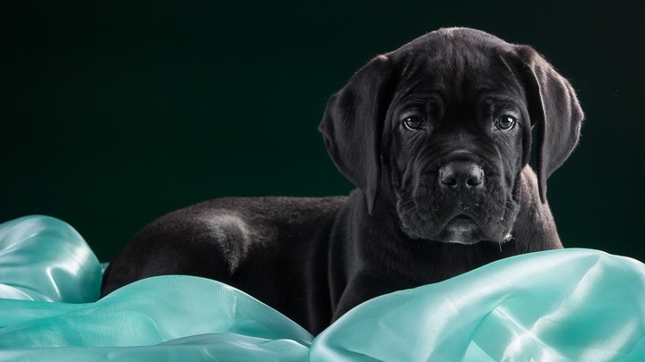 Cane Corso Black Dog