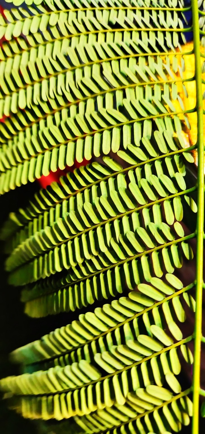 #Greenery