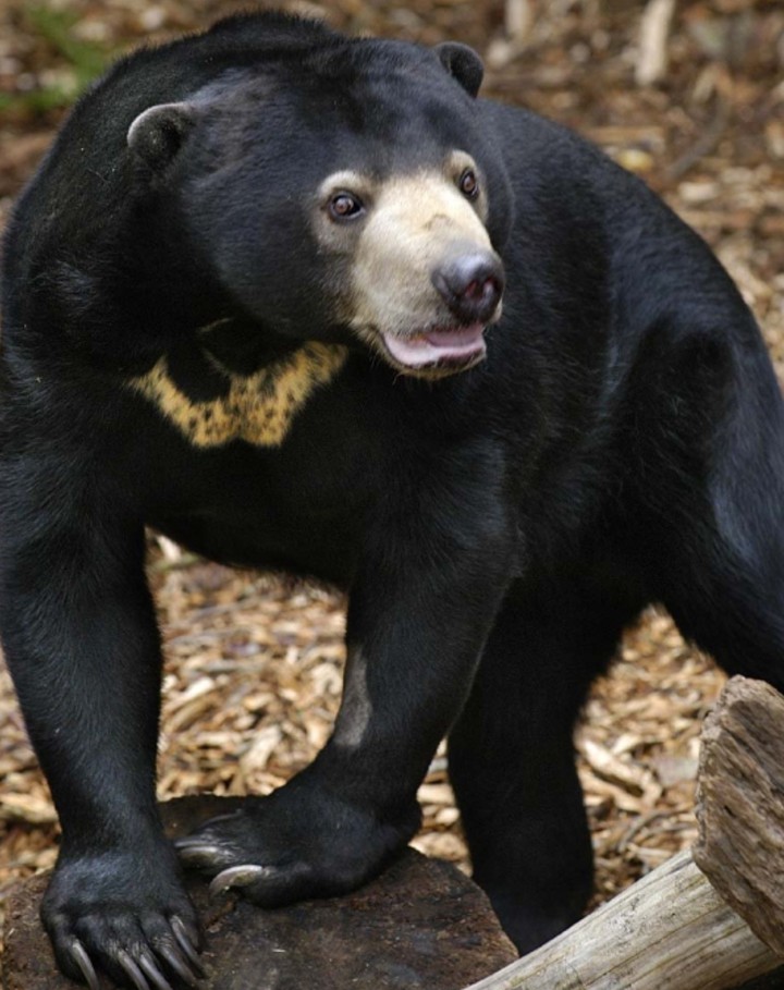 Malay bear