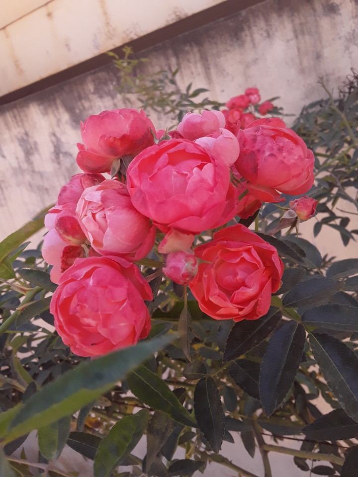 Rosa