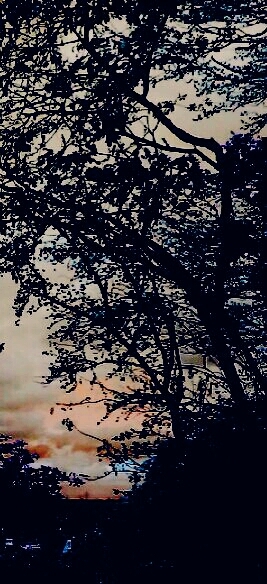 Baum vor Himmel