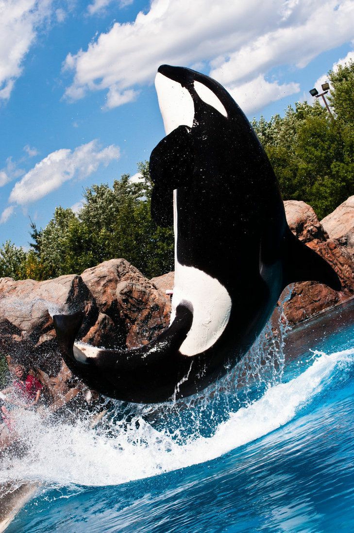 ORCA JUMPING