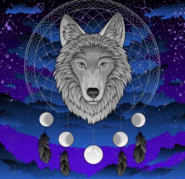 indean wolf