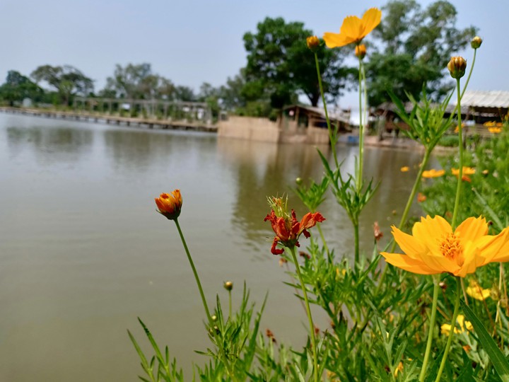 Flowers in the vegetable field