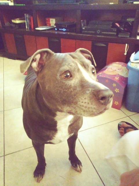 Like if she's adorable...ps thats my dog