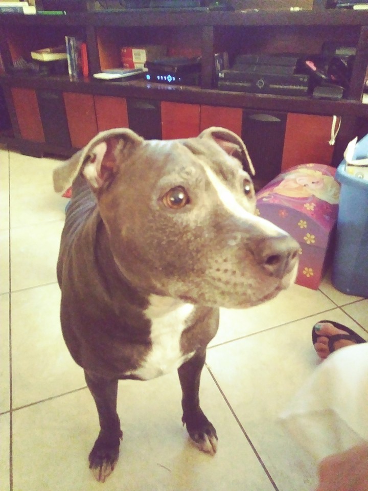 Like if she's adorable...ps thats my dog