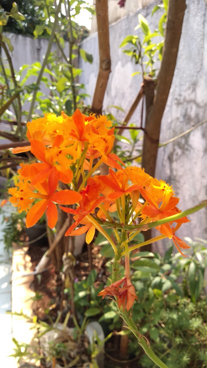 Orquídeas