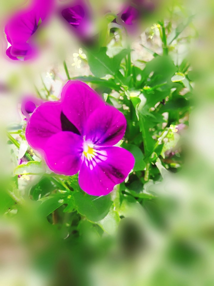 flowers