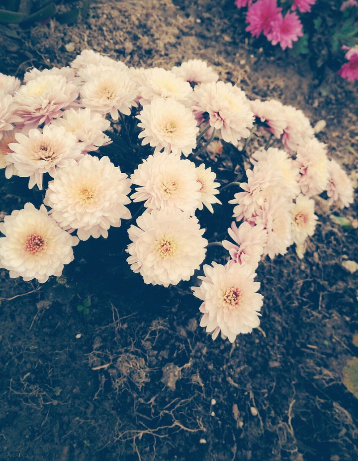 flwr