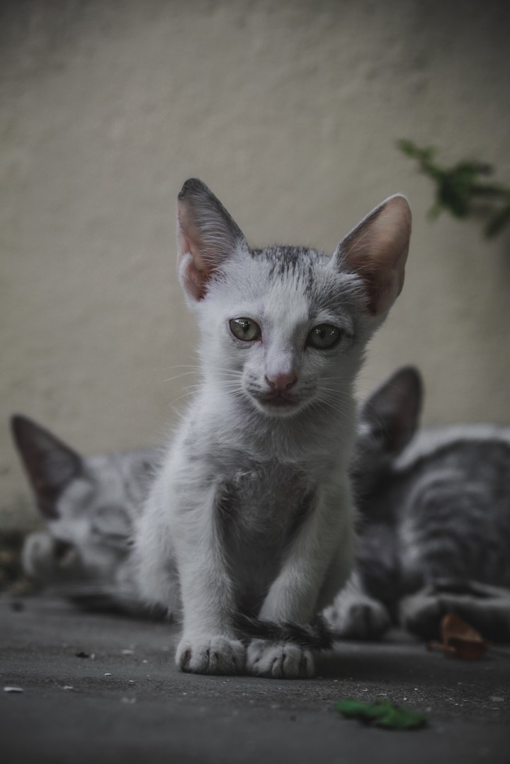 cute