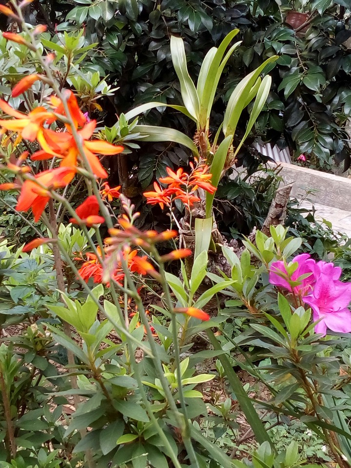 orquídeas y azaleas