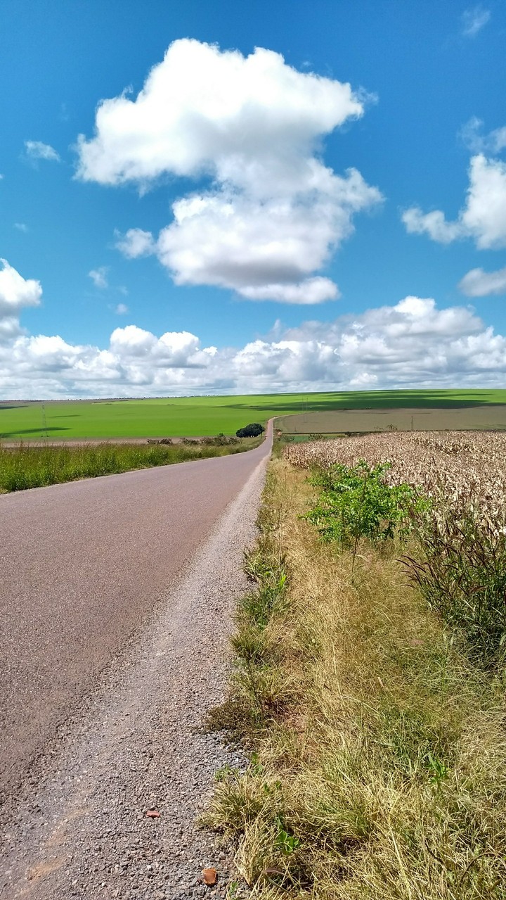 Road in the cornfield