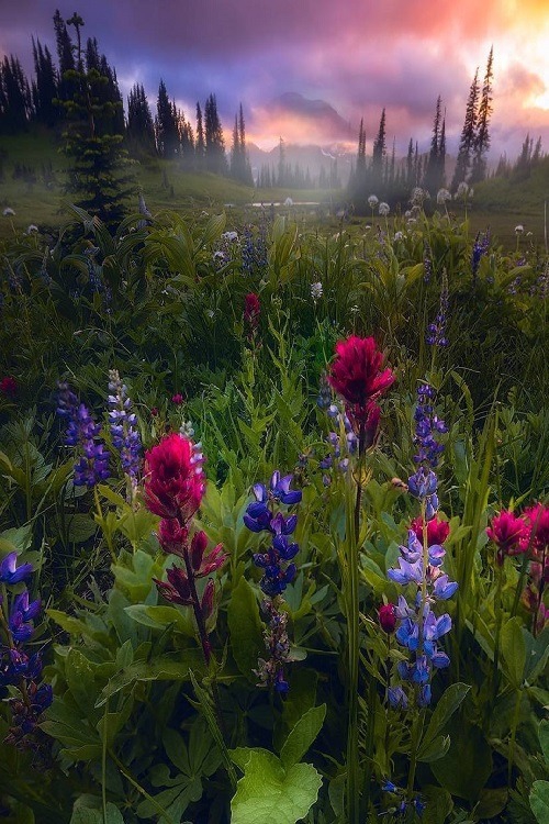 Dreamland