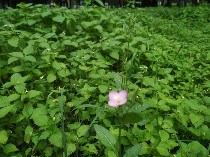 Unique flower