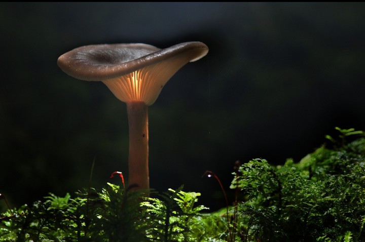 glowing mushroo