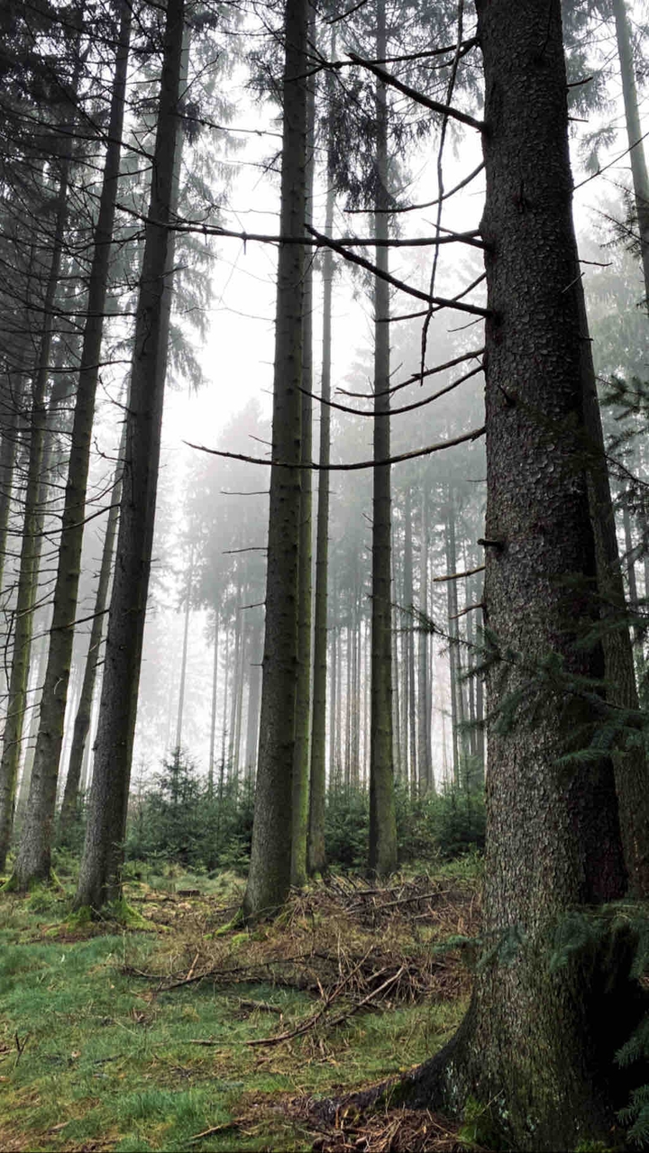 magic Forest
