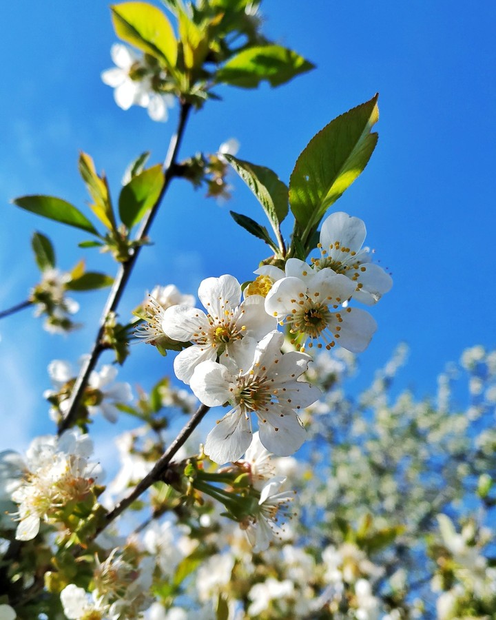 spring cherry blossom