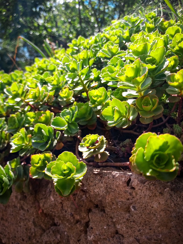 Green roses