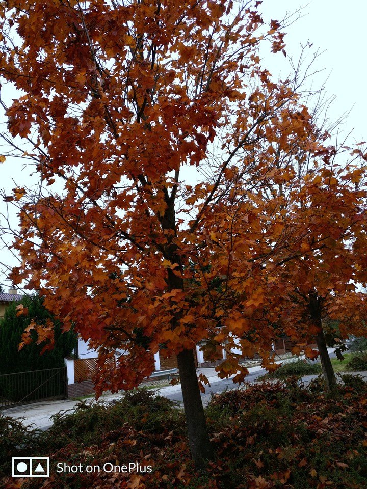 Autumn