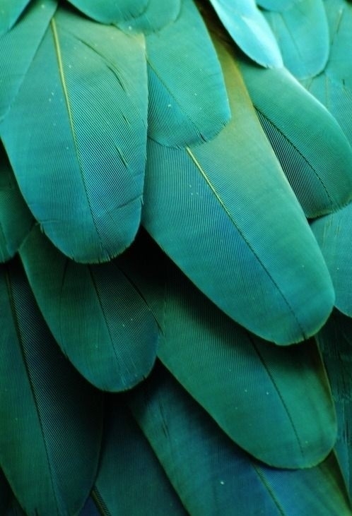 feathers