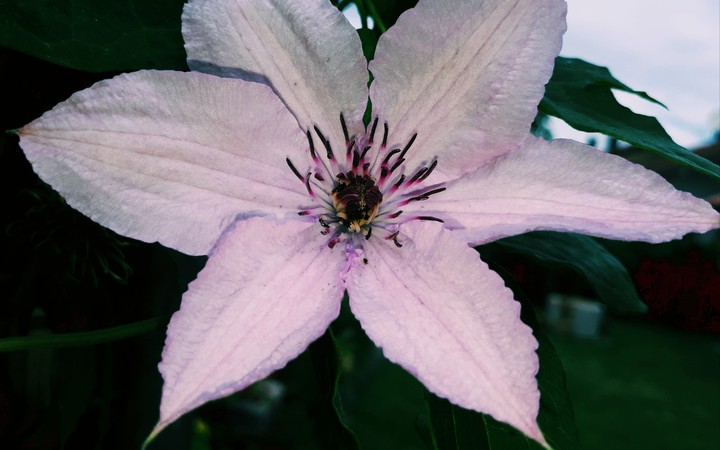 Blume