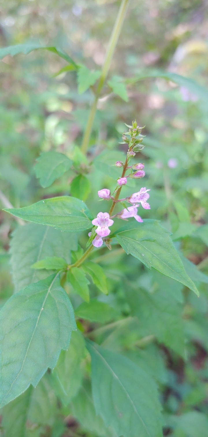 a tiny wildflower^^