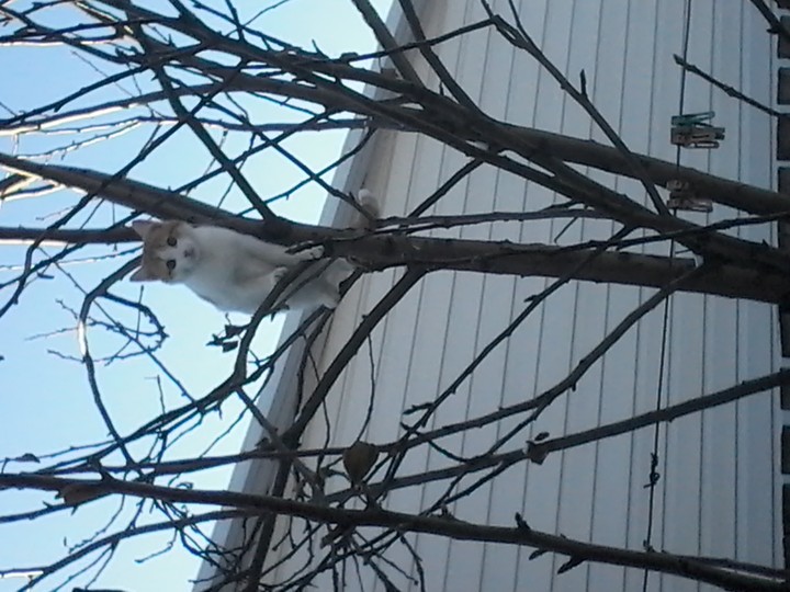 котик