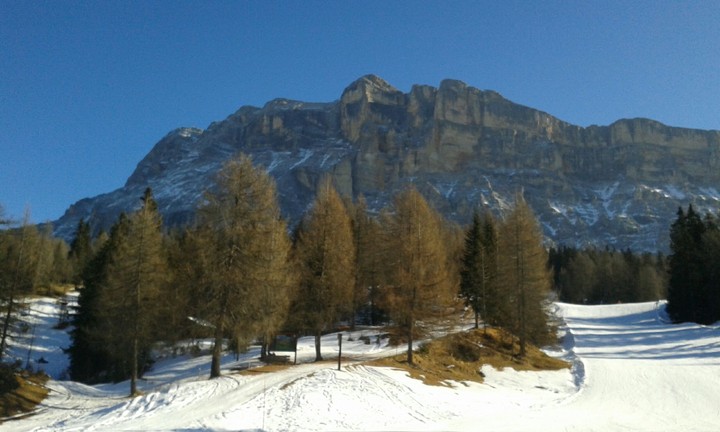 Trees-Trentino Alto Adige