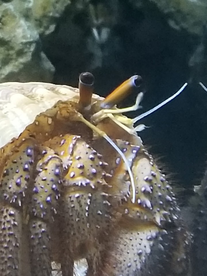 Hermit crab