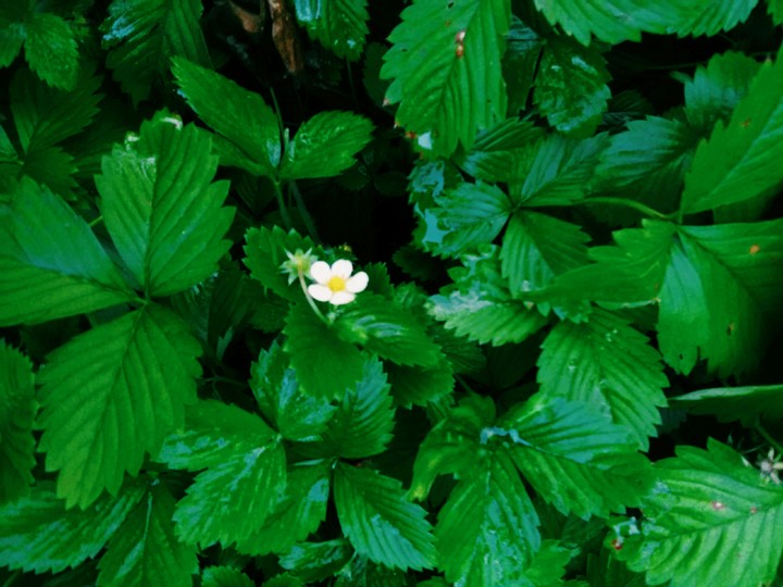 Strawberry