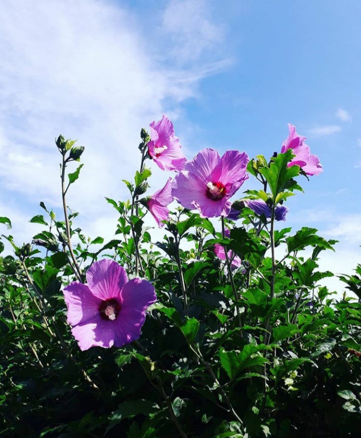 Flower power!