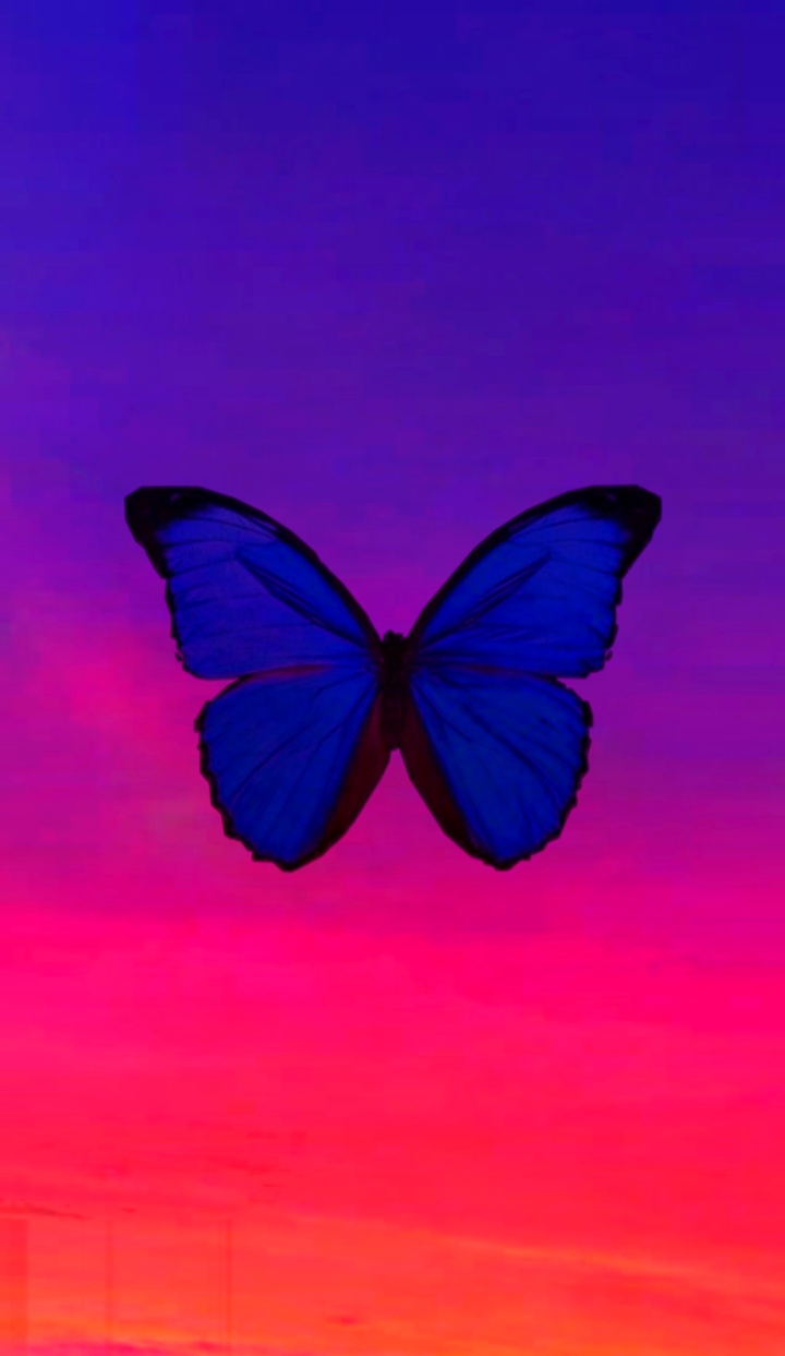 beautiful butterfly