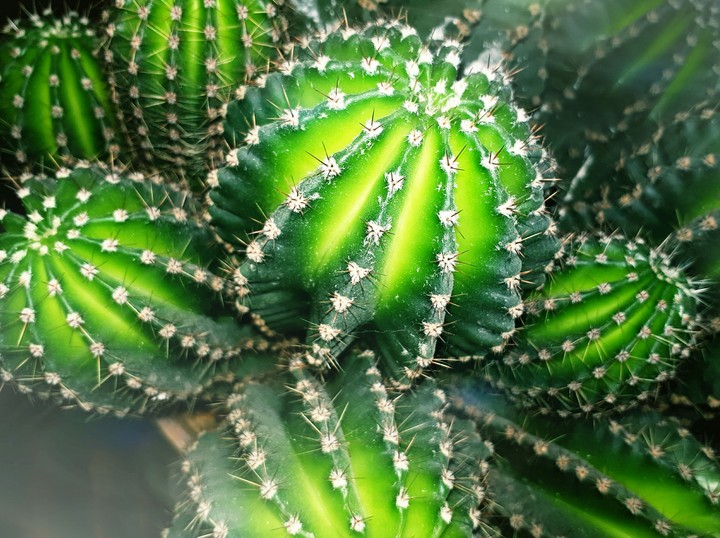 Beautiful Cactus