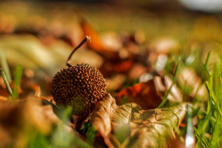 Autumn Colours / Fall Colors