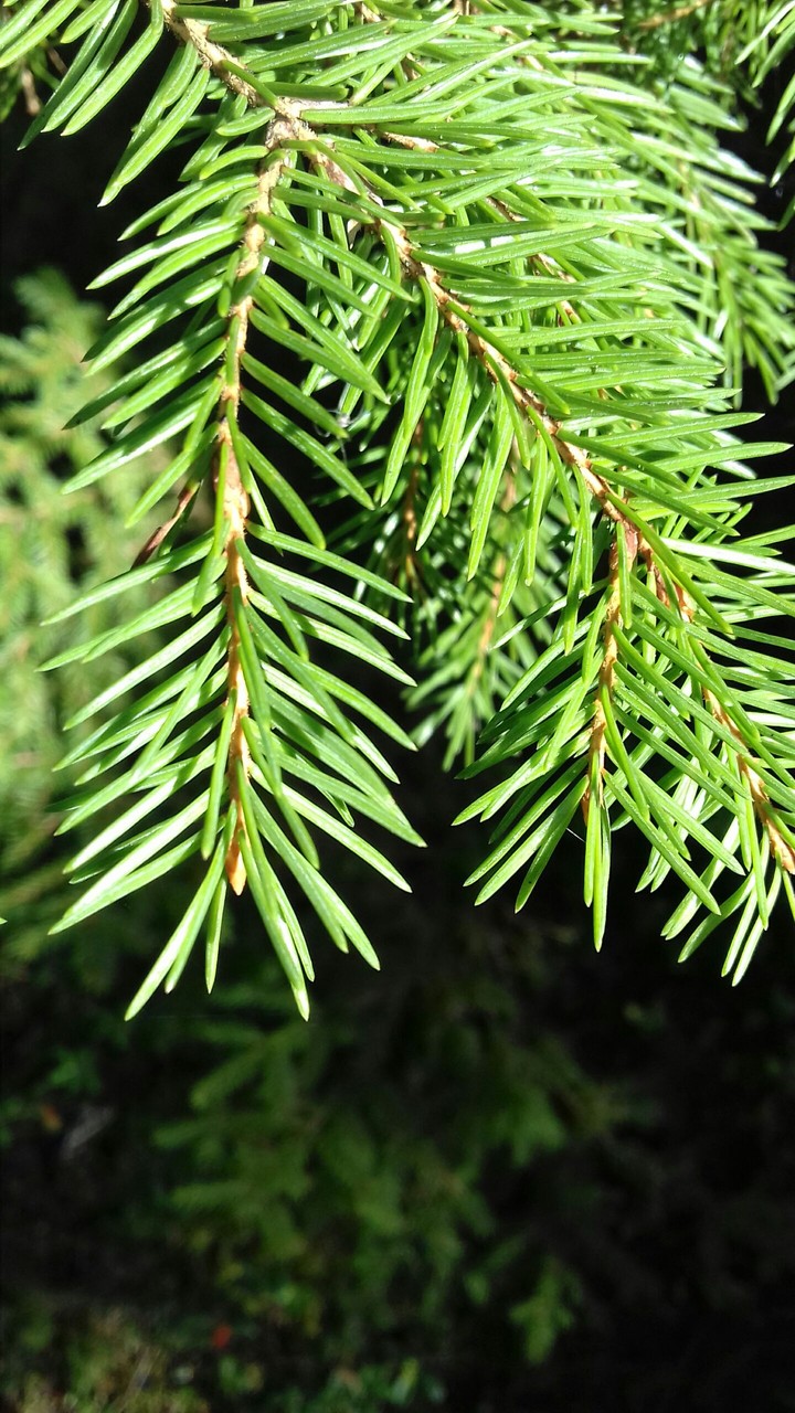spruce