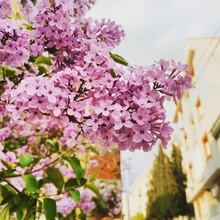 İlkbahar / Spring