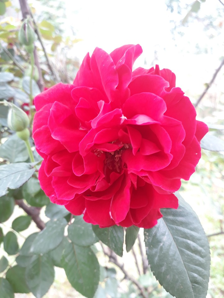 red rose