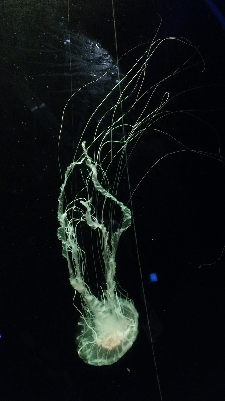 jellyfish