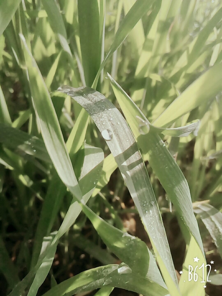 Wheats