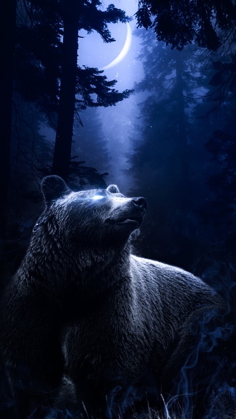 fondos de pantalla wildlife, Bear