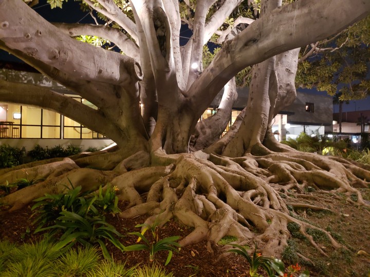 roots