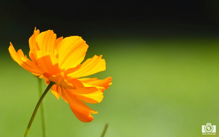 Flower petals and sunlight
