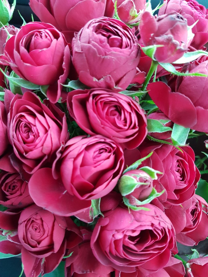 roses