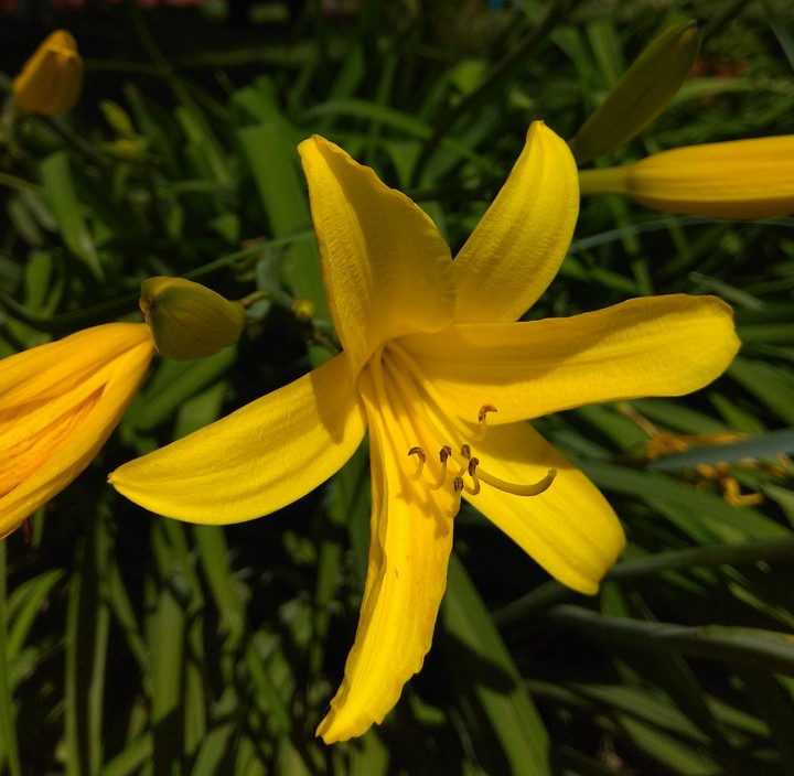 Yellow flower