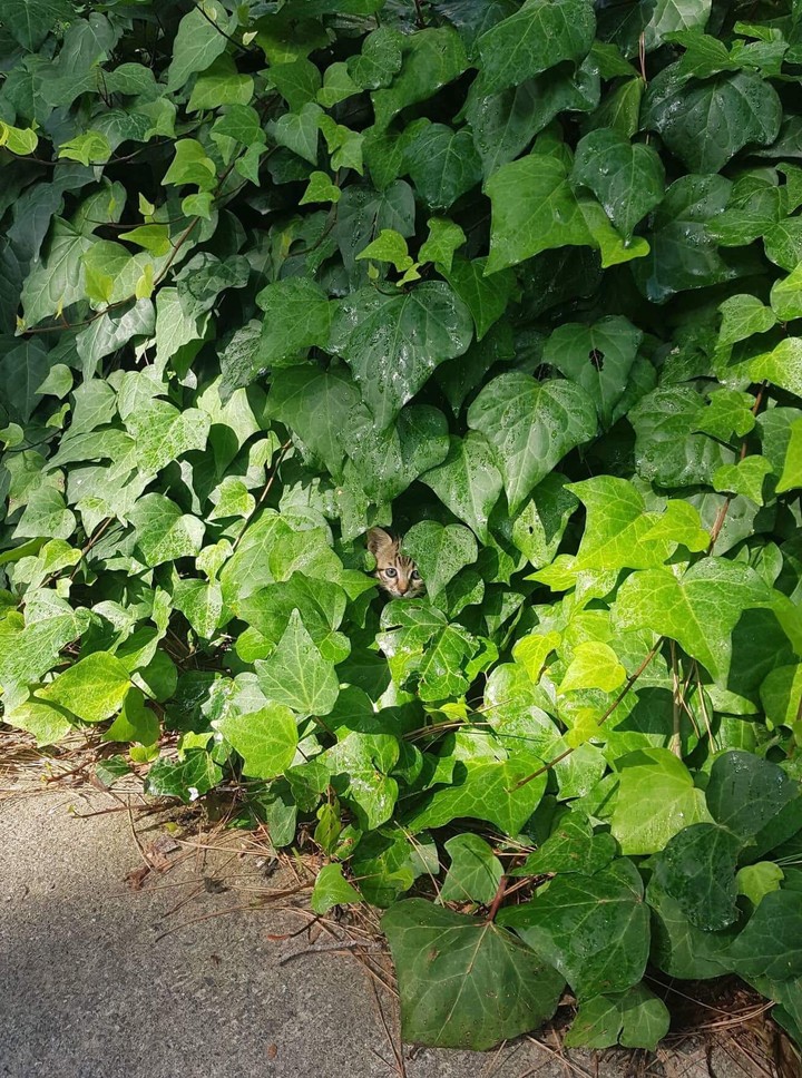 cat