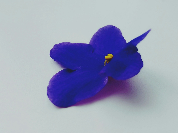 In Violette