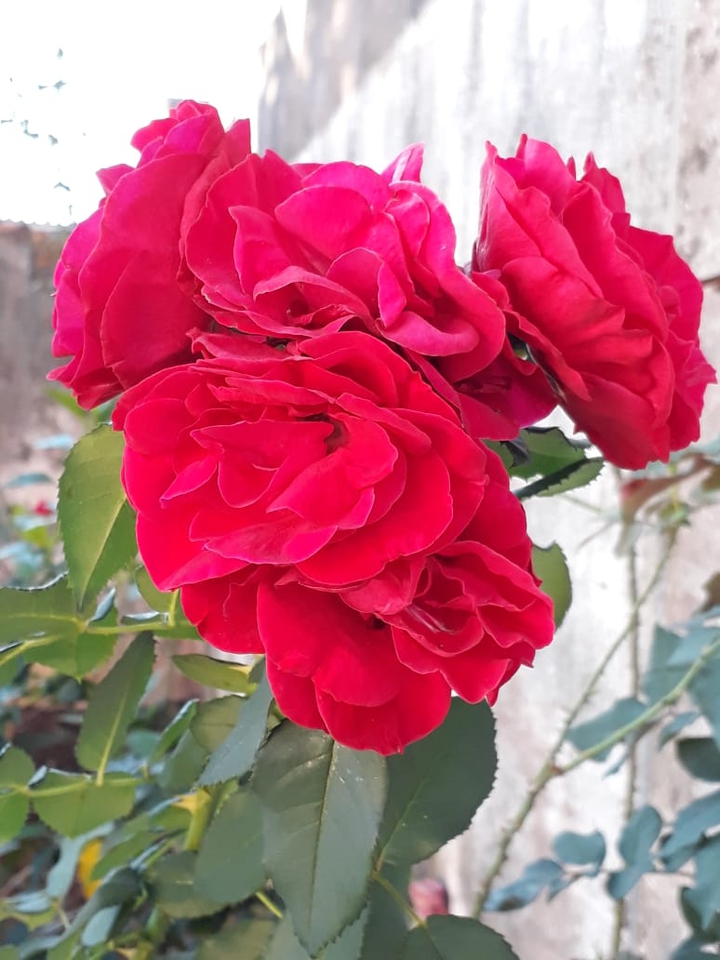 Rosas