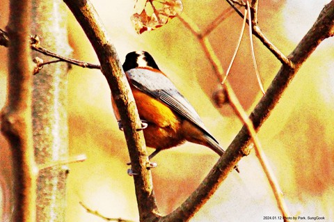 bird, songbird वॉलपेपर