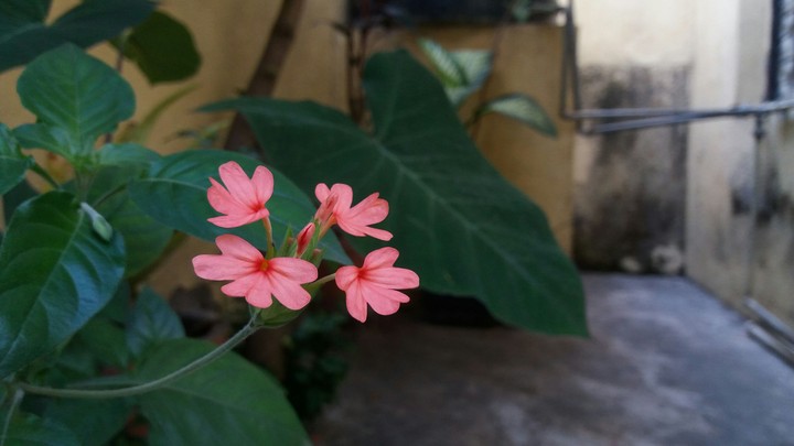 Flourish Beauty
